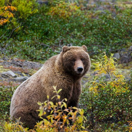 Hunters Hut Top 4 Bear Hunt Videos