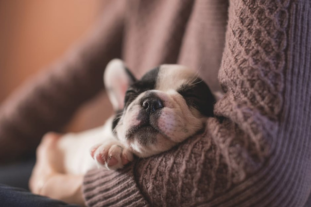 Travel with Pets