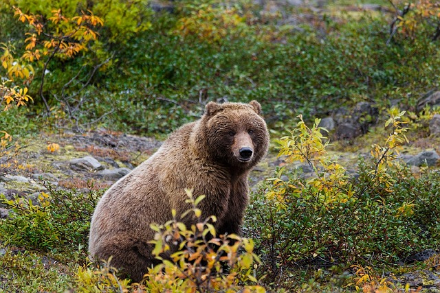 Bear Hunt Videos