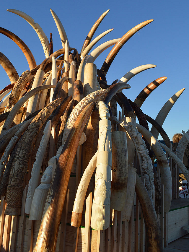 Elephant Tusks