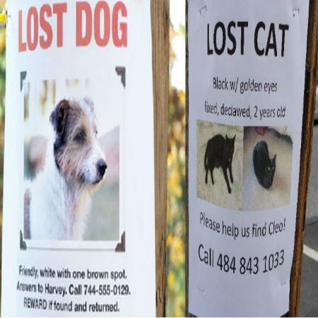 lost and found cats and dogs