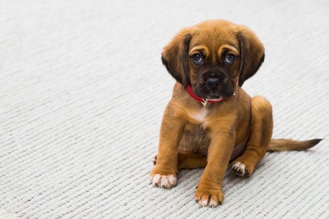 Cute Dog