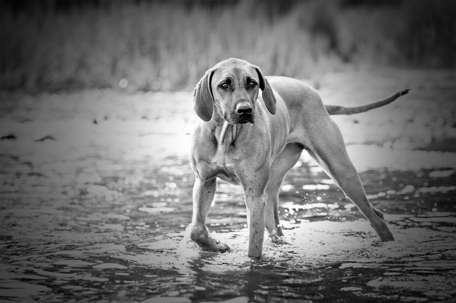 GPS Tracker Pet