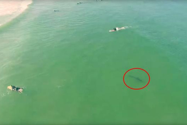 Drones to Find Sharks
