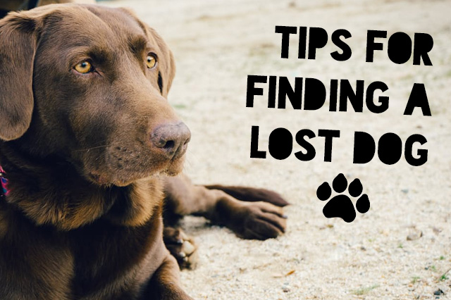 GPS Tracking Device for Dogs