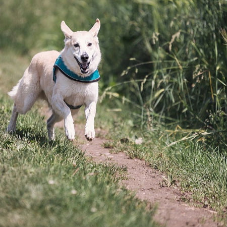 Traveling Buddies Checklist for Your Pet