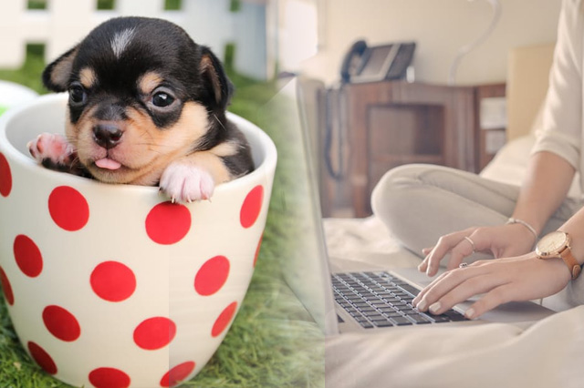 Tracking your Pet