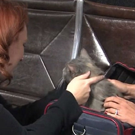 Woman Reunites with Cat 7 Years After It Was Lost