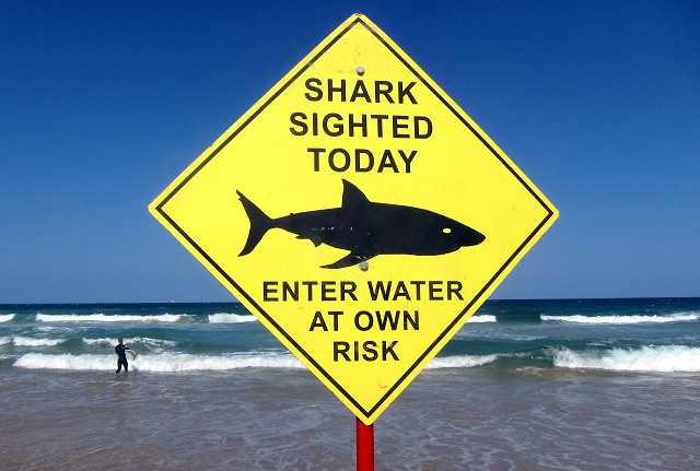 Shark Sighted