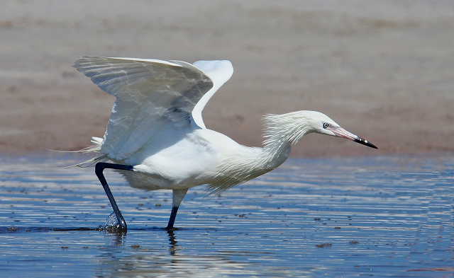 Wildlife
