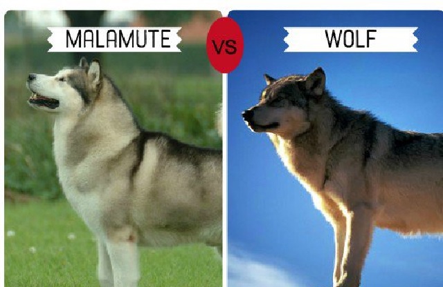 are there any european dog breeds that look like wolves