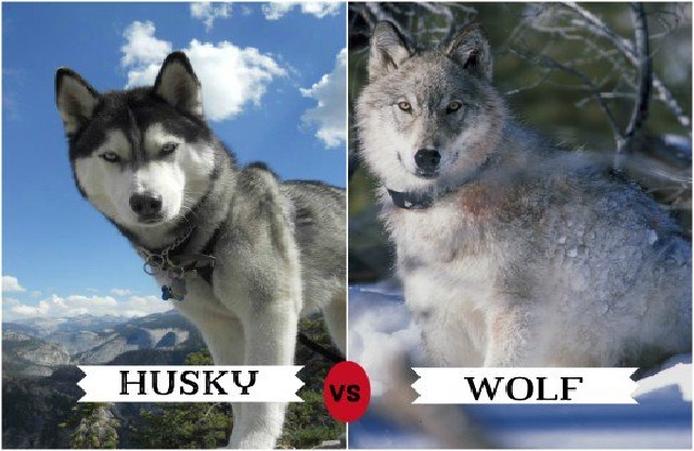 List of Wolf-Like Dog Breeds - Trackimo