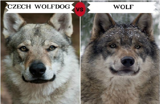 are wolf dogs bigger than wolves