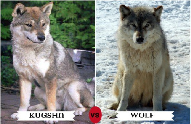 which dog is closest to wolves