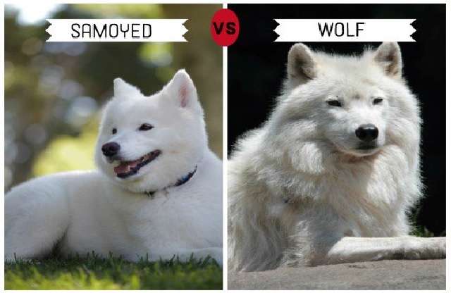 what dogs look like wolves