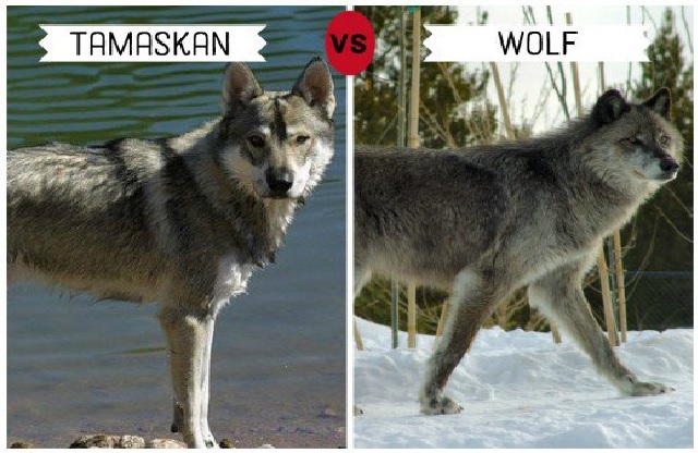 a wolf like dog