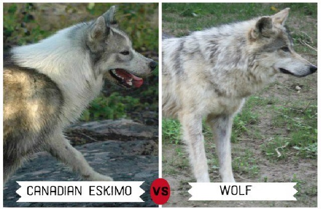 are there any european dog breeds that look like wolves