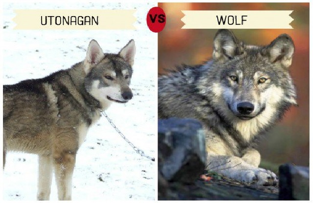 Utonagan