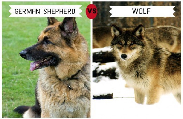 what dog breed is closest to wolves