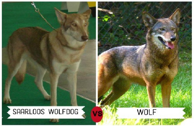 are wolf dogs bigger than wolves