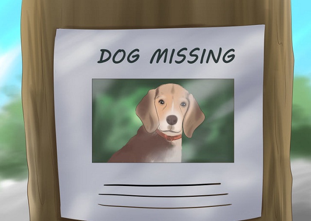 Dog Poster