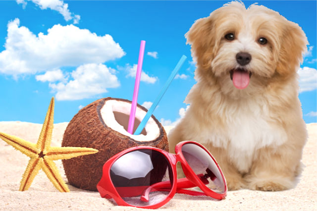 Dog on Summer - Pet's Health Tips for the Summer