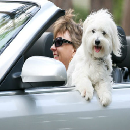 Pet Safety Tips for Road Trip with Your Dog