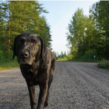 Pets Find Way Home