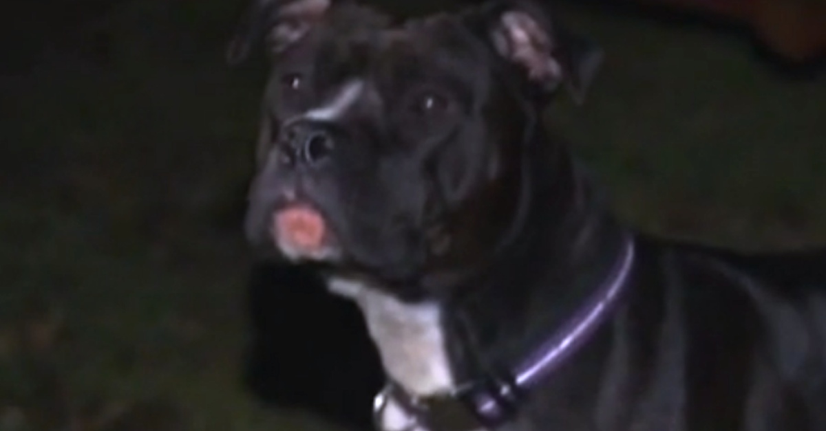 Hero Pit Bull