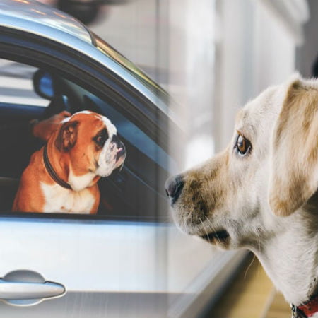 Should You Leave Your Pet Behind Or Bring Them With You When Traveling