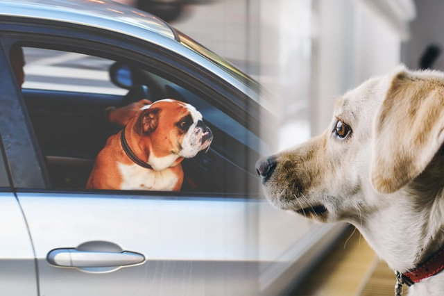 Leave your Pet Behind with You