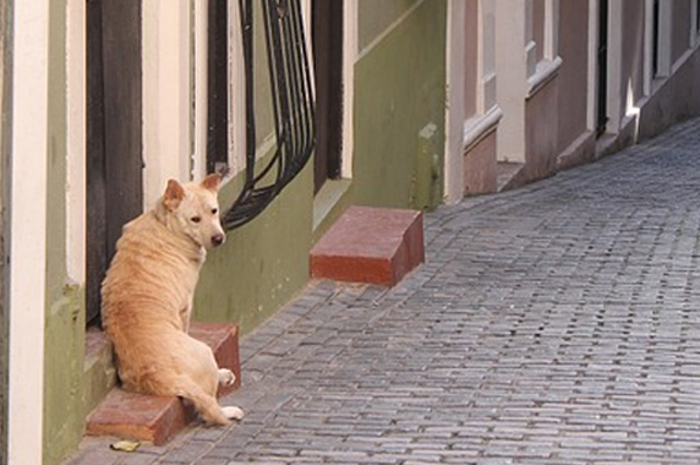 Missing pet