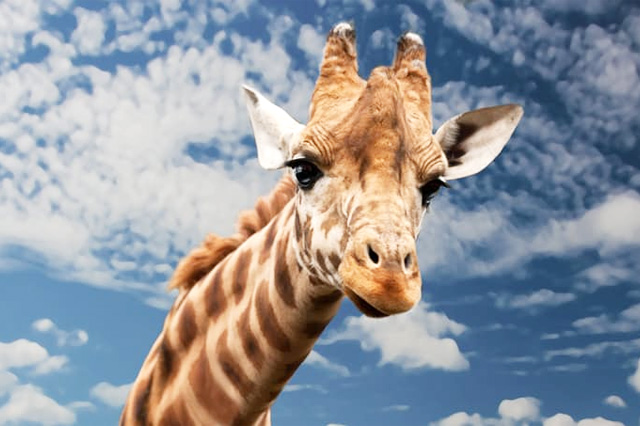 Giraffe at Zoo