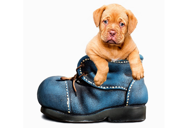 Cute Puppy