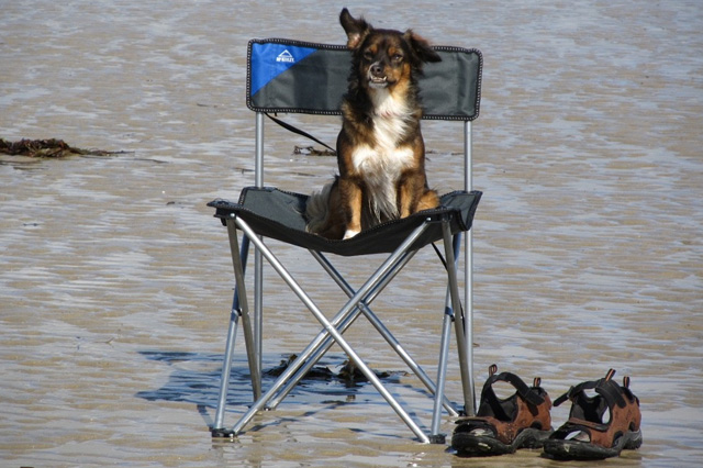 Dog Holiday