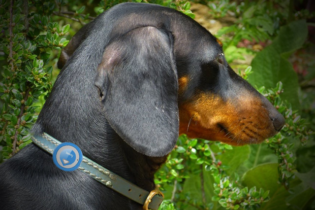 GPS for PetsTips When Choosing A Pet Tracker