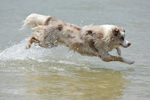 Playing Dog