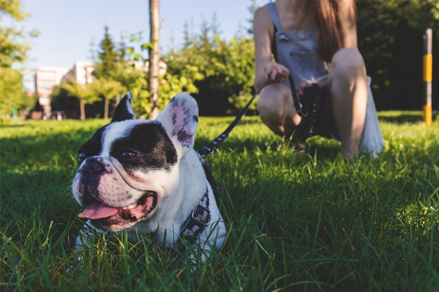 GPS Tracker to Avoid Losing Pets