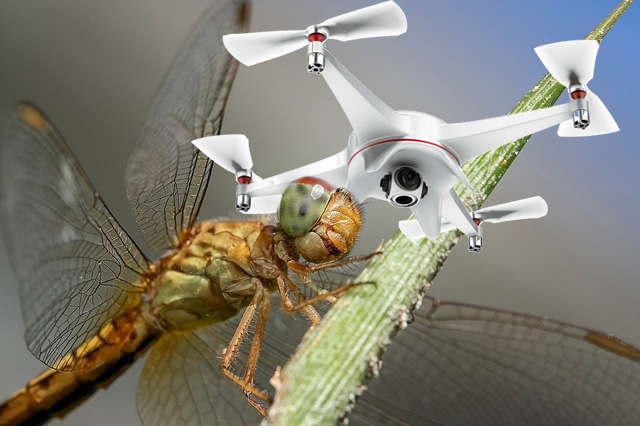 Drones and Wildlife