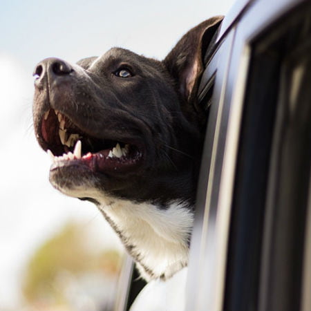 Tips for Safe Pet Travel