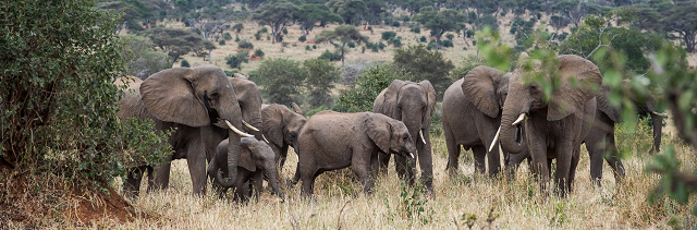 Tarangire National Park