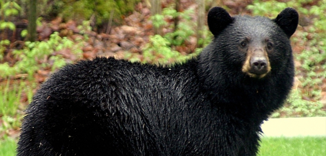 American black bear