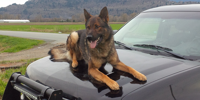 A police dog on a car Police Dog