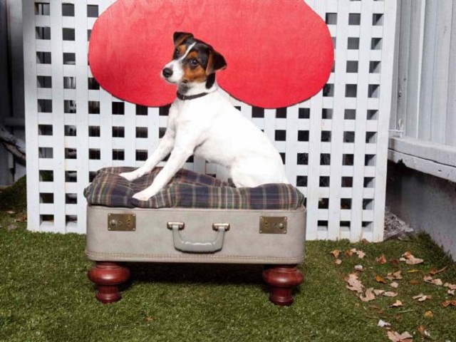 A dog bed made out of suitcase Dog Bed