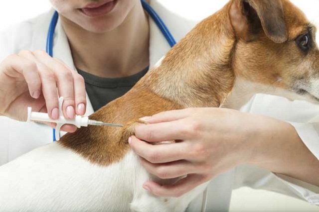 Microchipping Dogs