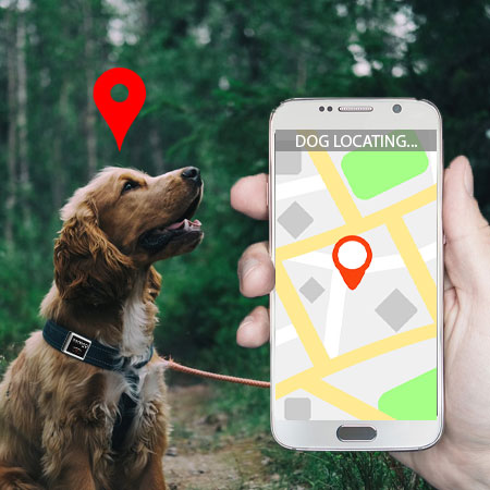 Dog gps hotsell