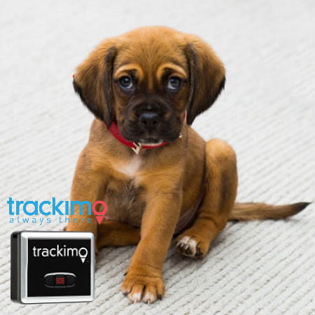 Implant tracker outlet for dogs