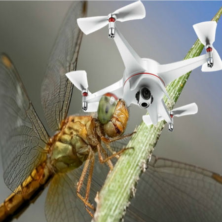 Drone's Impact on Wildlife
