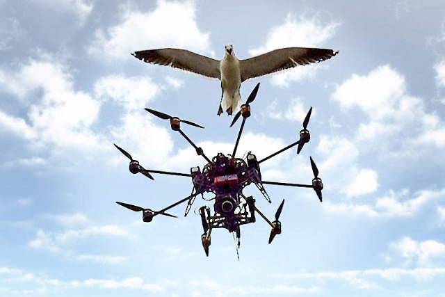 Drones on Wildlife