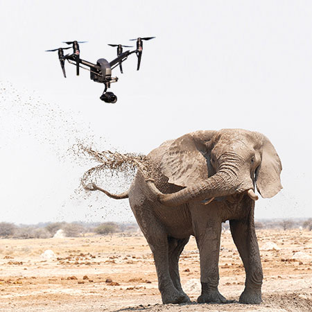 Elephants Go Crazy Around Drones